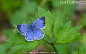 Attēlu rezultāti vaicājumam “Celastrina argiolus”