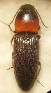 Attēlu rezultāti vaicājumam “Cardiophorus ruficollis”