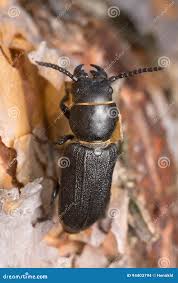 Attēlu rezultāti vaicājumam “Spondylis buprestoides”