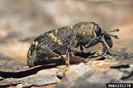 Attēlu rezultāti vaicājumam “Hylobius abietis”