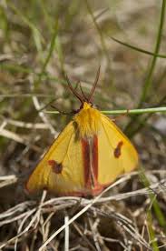 Attēlu rezultāti vaicājumam “Diacrisia sannio male”