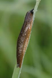 Attēlu rezultāti vaicājumam “Arion lusitanicus adult”