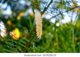 Attēlu rezultāti vaicājumam “Setaria viridis leaf”
