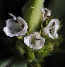 Attēlu rezultāti vaicājumam “Lycogala sphaeroconicum sessile”