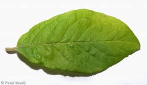 Attēlu rezultāti vaicājumam “Mespilus germanica leaf”