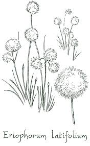 Attēlu rezultāti vaicājumam “Eriophorum latifolium flower”