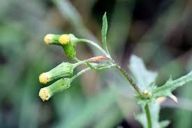 Attēlu rezultāti vaicājumam “Senecio vulgaris flower”