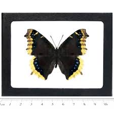 Attēlu rezultāti vaicājumam “Nymphalis antiopa upperside”