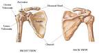 up the '<b>shoulder</b> joint':