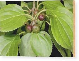 Attēlu rezultāti vaicājumam “Rhamnus cathartica fruit”