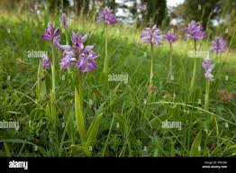 Attēlu rezultāti vaicājumam “Orchis militaris”