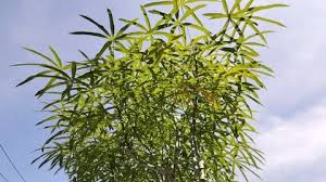 Attēlu rezultāti vaicājumam “Quercus robur fo. pectinata”