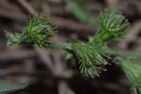 Attēlu rezultāti vaicājumam “Agrimonia pilosa leaf”