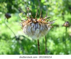 Attēlu rezultāti vaicājumam “Silybum marianum fruit”