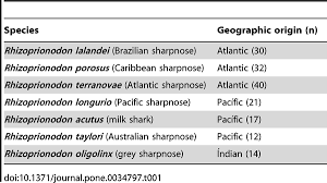 Image result for Rhizoprionodon longurio