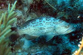 Image result for Mycteroperca phenax