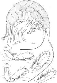 Attēlu rezultāti vaicājumam “Heterotrichia oerstedii (syn. Arcyria oerstedii)”