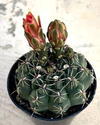 Image result for Gymnocalycium