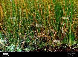 Attēlu rezultāti vaicājumam “Triglochin palustre fruit”