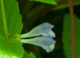 Attēlu rezultāti vaicājumam “Scutellaria galericulata leaf”