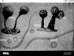 Attēlu rezultāti vaicājumam “Trichia erecta”