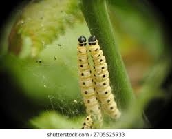 Attēlu rezultāti vaicājumam “Yponomeuta malinellus / cagnagella imago”