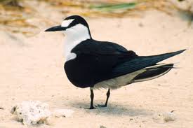 Image result for Onychoprion fuscatus