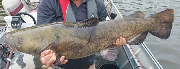 Image result for Pylodictis olivaris