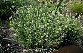 Attēlu rezultāti vaicājumam “Sesleria caerulea leaf”