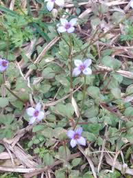 Attēlu rezultāti vaicājumam “Heyderia pusilla”