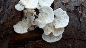 Attēlu rezultāti vaicājumam “Plicatura nivea”