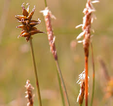 Attēlu rezultāti vaicājumam “Carex dioica”