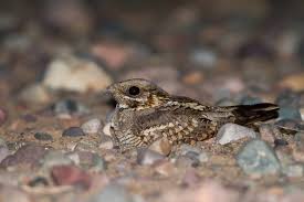 Image result for Caprimulgus ruficollis