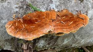 Attēlu rezultāti vaicājumam “Pycnoporellus fulgens”