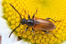 Attēlu rezultāti vaicājumam “Pseudovadonia livida”