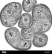 Attēlu rezultāti vaicājumam “Physarum rubiginosum plasmodium”