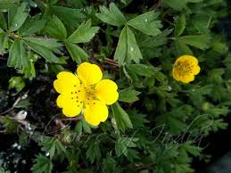 Attēlu rezultāti vaicājumam “Potentilla erecta fruit”