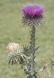 Image result for Onopordum acanthium