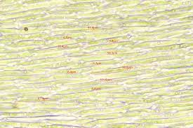 Attēlu rezultāti vaicājumam “Drepanocladus lycopodioides”