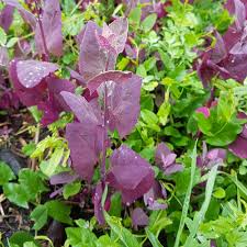 Image result for Atriplex hortensis