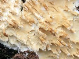 Attēlu rezultāti vaicājumam “Basidioradulum radula”