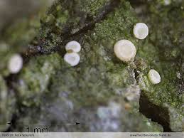 Attēlu rezultāti vaicājumam “Coenogonium pineti”