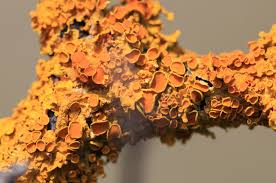 Attēlu rezultāti vaicājumam “Xanthoria parietina”