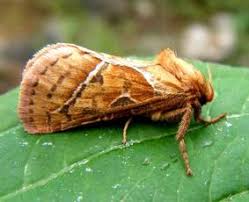 Attēlu rezultāti vaicājumam “Hepialidae”