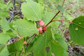 Attēlu rezultāti vaicājumam “Contarinia petioli”