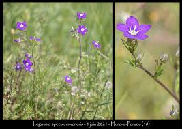 Image result for Legousia speculum-veneris