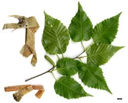 Attēlu rezultāti vaicājumam “Betula humilis leaf”