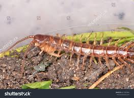 Attēlu rezultāti vaicājumam “Lithobius forficatus”