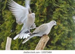 Attēlu rezultāti vaicājumam “Streptopelia decaocto adult”