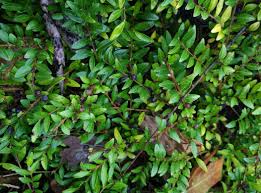 Attēlu rezultāti vaicājumam “Lonicera caerulea var. pallasii leaf”